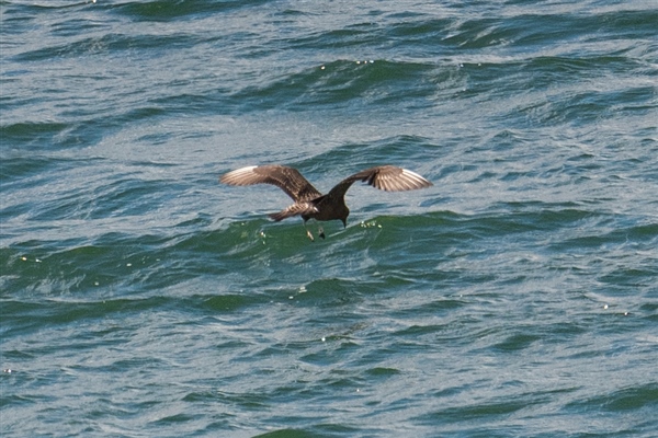 Photo of Long-tailed Skua at Queen Mother Reservoir, Berkshire. Taken by Dave Rimes on 31st August 2026.