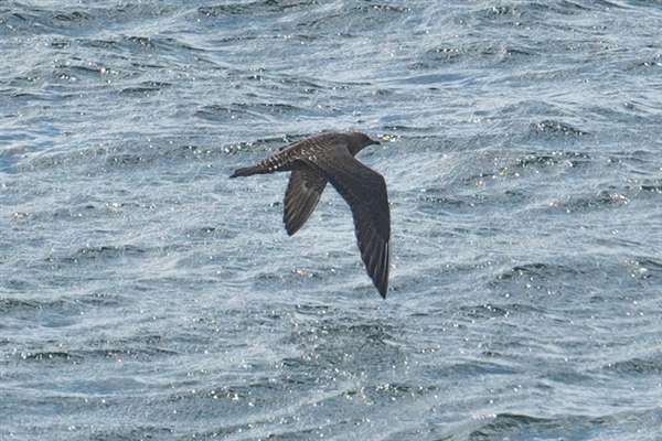 Photo of Long-tailed Skua at Queen Mother Reservoir, Berkshire. Taken by Dave Rimes on 31st August 2026.