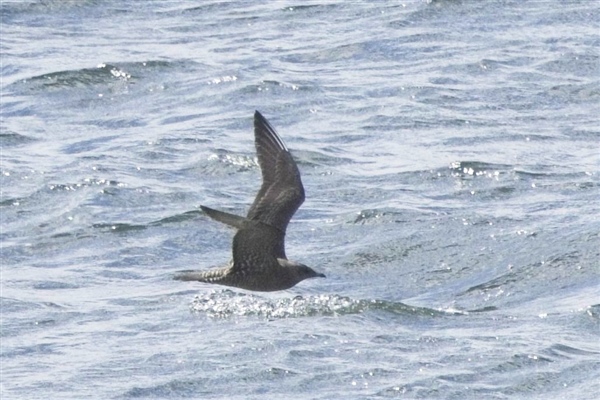 Photo of Long-tailed Skua at Queen Mother Reservoir, Berkshire. Taken by Marek Walford on 31st August 2026.