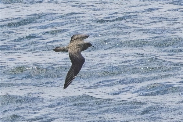 Photo of Long-tailed Skua at Queen Mother Reservoir, Berkshire. Taken by Marek Walford on 31st August 2026.