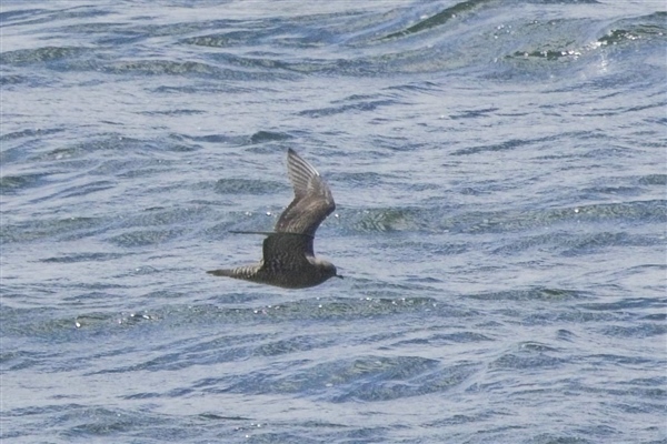 Photo of Long-tailed Skua at Queen Mother Reservoir, Berkshire. Taken by Marek Walford on 31st August 2026.