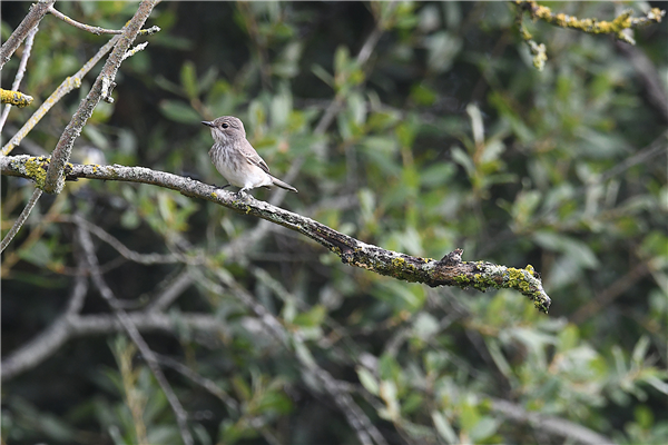 Photo of Spotted Flycatcher at Fobney Meadow, Berkshire. Taken by Simon Huggins on 31st August 2026.