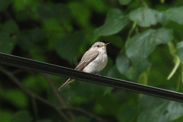 Photo of Spotted Flycatcher at Streatley, Berkshire. Taken by Andy Tomczynski on 19th July 2026.