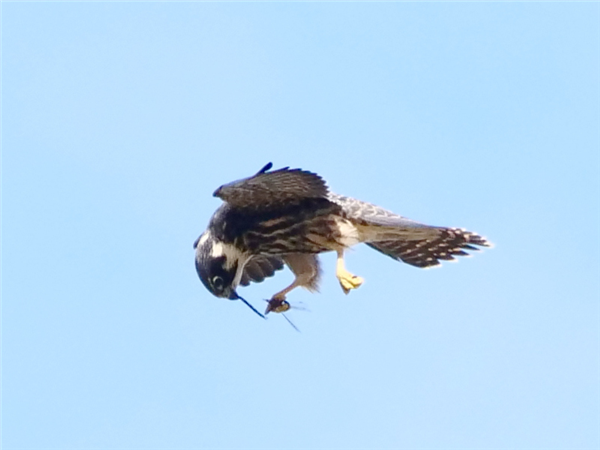 Hobby at New workings, Moor Green Lakes, Berkshire. Photographed by Nick Baldwin on 24th September 2026.