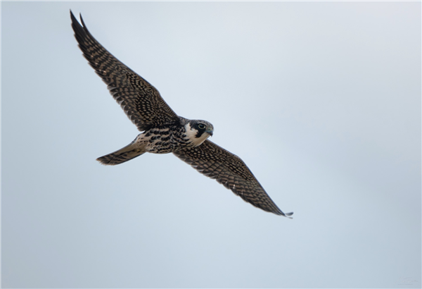 Hobby at East Fen, Moor Green Lakes, Berkshire. Photographed by Nigel Rampton on 20th September 2026.