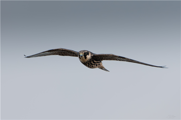 Hobby at East Fen, Moor Green Lakes, Berkshire. Photographed by Nigel Rampton on 20th September 2026.