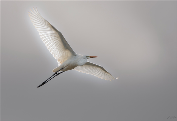 Great White Egret at East Fen, Moor Green Lakes, Berkshire. Photographed by Nigel Rampton on 20th September 2026.