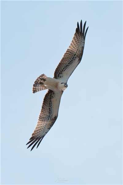 Osprey at East Fen, Moor Green Lakes, Berkshire. Photographed by Nigel Rampton on 20th September 2026.