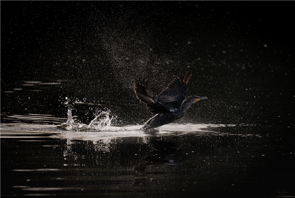 Cormorant at Hosehill Lake, Theale GPs, Berkshire. Photographed by Nigel Rampton on 26th September 2026.