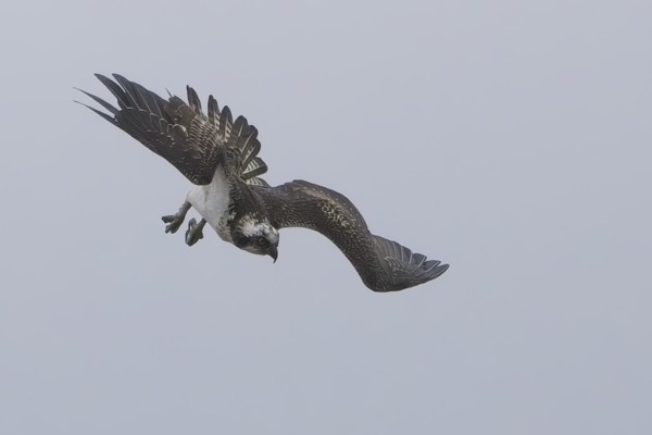 Osprey at Moor Green Lakes, Berkshire. Photographed by Marek Walford on 27th September 2026.
