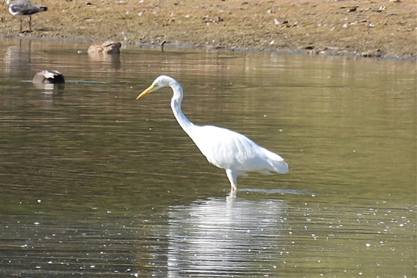 Great White Egret at Lower Farm GP, Berkshire. Photographed by Ian Quelch on 26th September 2026.