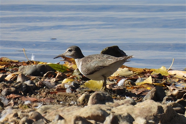 Common Sandpiper at Lower Farm GP, Berkshire. Photographed by Ian Quelch on 26th September 2026.