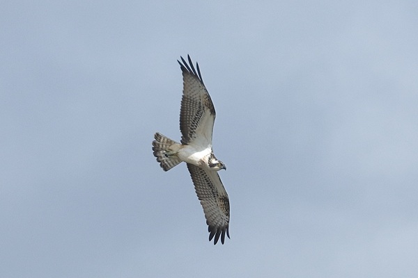 Osprey at New workings, Moor Green Lakes, Berkshire. Photographed by Andy Tomczynski on 20th September 2026.