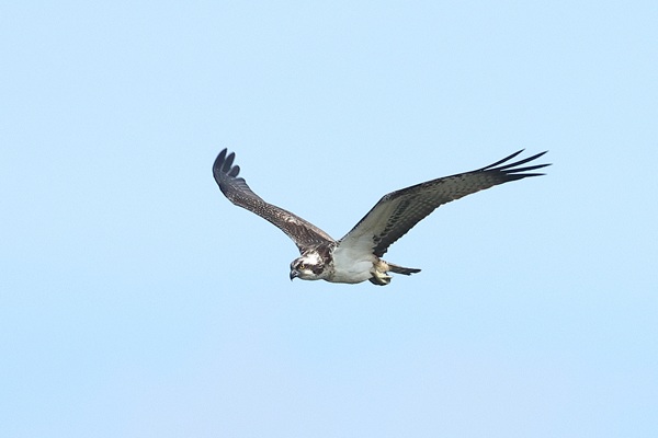 Osprey at New workings, Moor Green Lakes, Berkshire. Photographed by Andy Tomczynski on 20th September 2026.