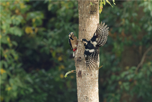 Great Spotted Woodpecker at Bracknell, Berkshire. Photographed by Doug MacKenzie Dodds on 28th September 2026.