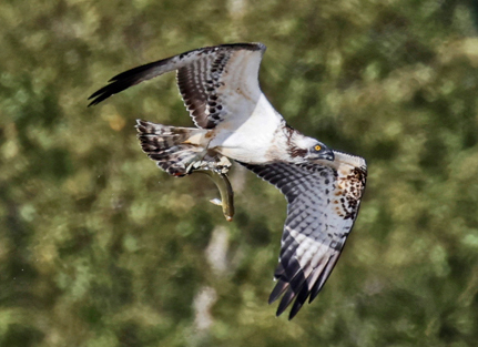 Osprey at East Fen, Moor Green Lakes, Berkshire. Photographed by Terry Walker on 30th September 2026.