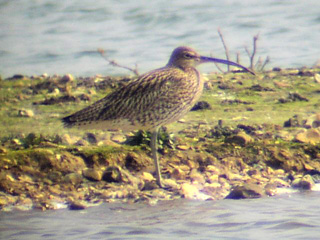 Curlew