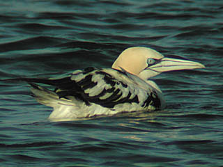 Gannet