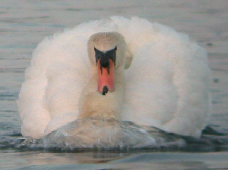 Mute Swan