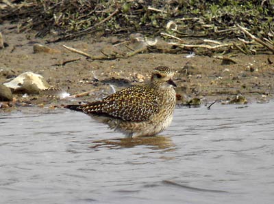 Photo of Golden Plover at Dorney Wetlands, Jubilee River, Berkshire. Taken by Terry Walker on 15th March 2006.