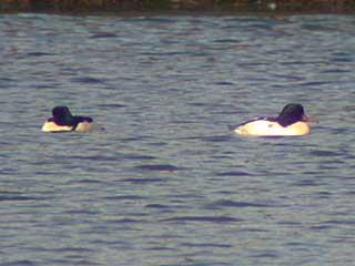 Photo of Goosander at Moor Green Lakes, Berkshire. Taken by Gary Randall on 1st January 1900.