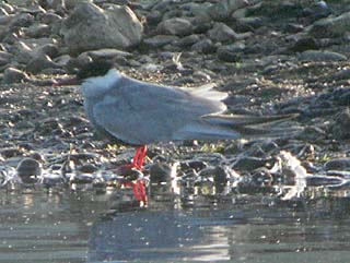 Whiskered Tern