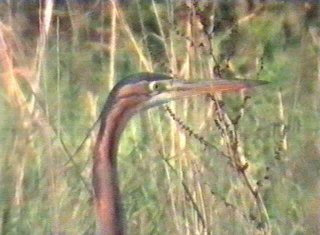 Purple Heron