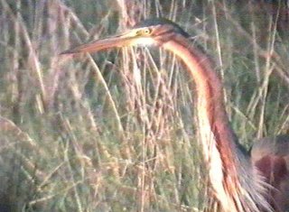 Purple Heron