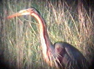 Purple Heron