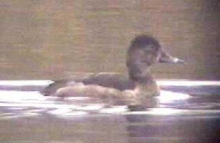 Ring-necked Duck