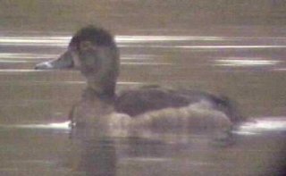 Ring-necked Duck 3