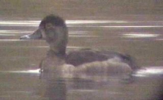 Ring-necked Duck