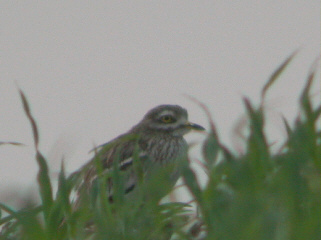 Stone-curlew