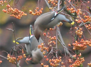 Waxwing