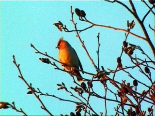 Waxwing