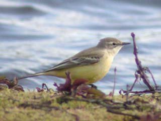 Yellow Wagtail