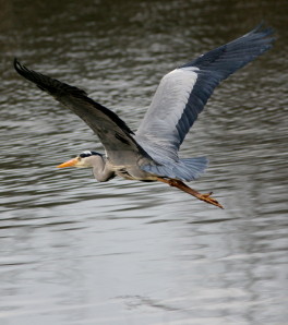 Grey Heron