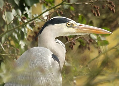 Heron sp.