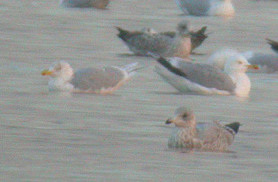 Island Barn gull