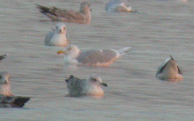 Island Barn gull