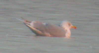 Island Barn gull