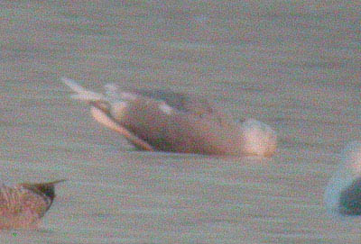 Island Barn gull