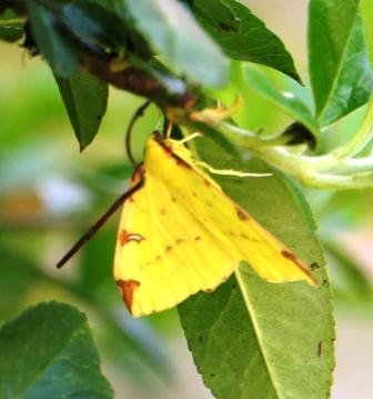 Brimstone Moth in the garden
