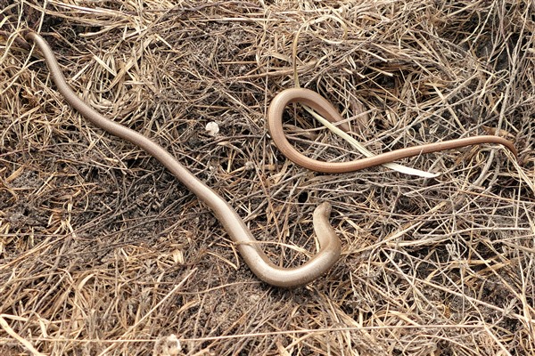The restored heath I am involved with, gave me these Slow Worms, found under a carpet I had positioned amongst the heather last year
