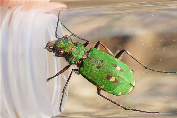 Another trip to my restored heath gave me this Green Tiger Beetle