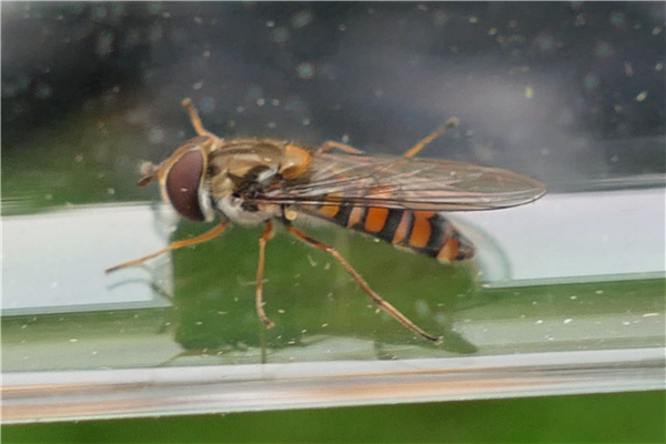 Moth traps catch all types of insects here is a Marmalade Hoverfly