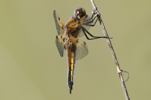 Four-spotted Chaser - near the river