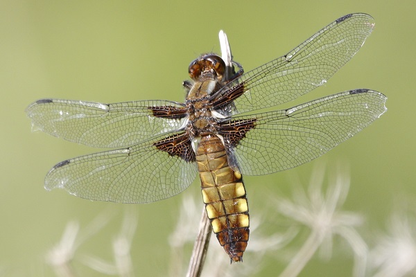 Wide-bodied Chaser (female) - near the river