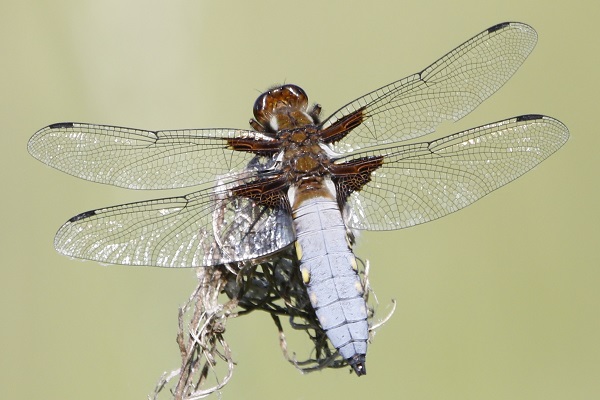 Wide-bodied Chaser (male) - near the WTW