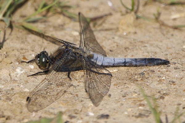 Black-tailed Skimmer (male)